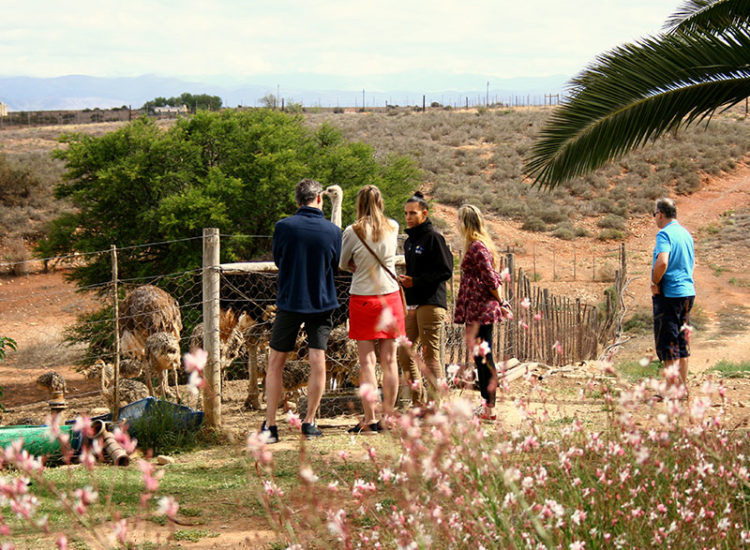 Klein Karoo Day Tours Klein Karoo Day Tours