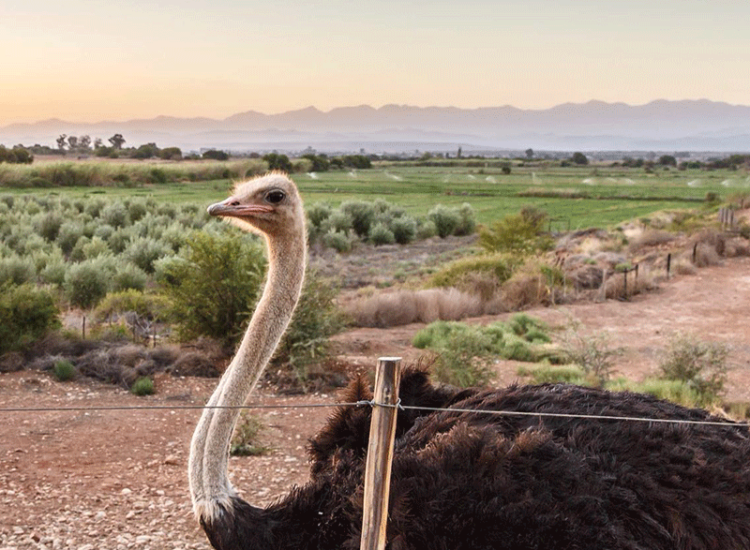 De Denne Country Guest House - Oudtshoorn De Denne Country Guest House - Oudtshoorn