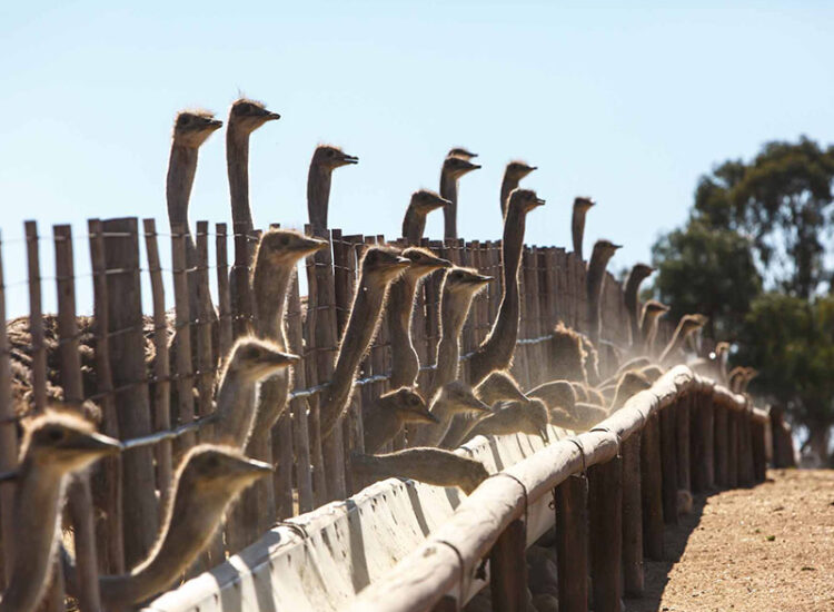 Hazenjacht Karoo Lifestyle Hazenjacht Karoo Lifestyle