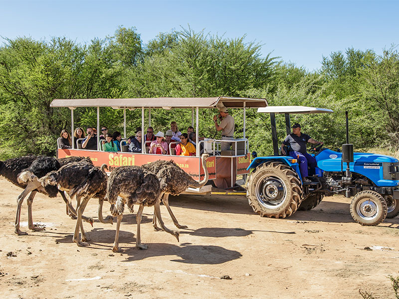 Safari Ostrich Show Farm