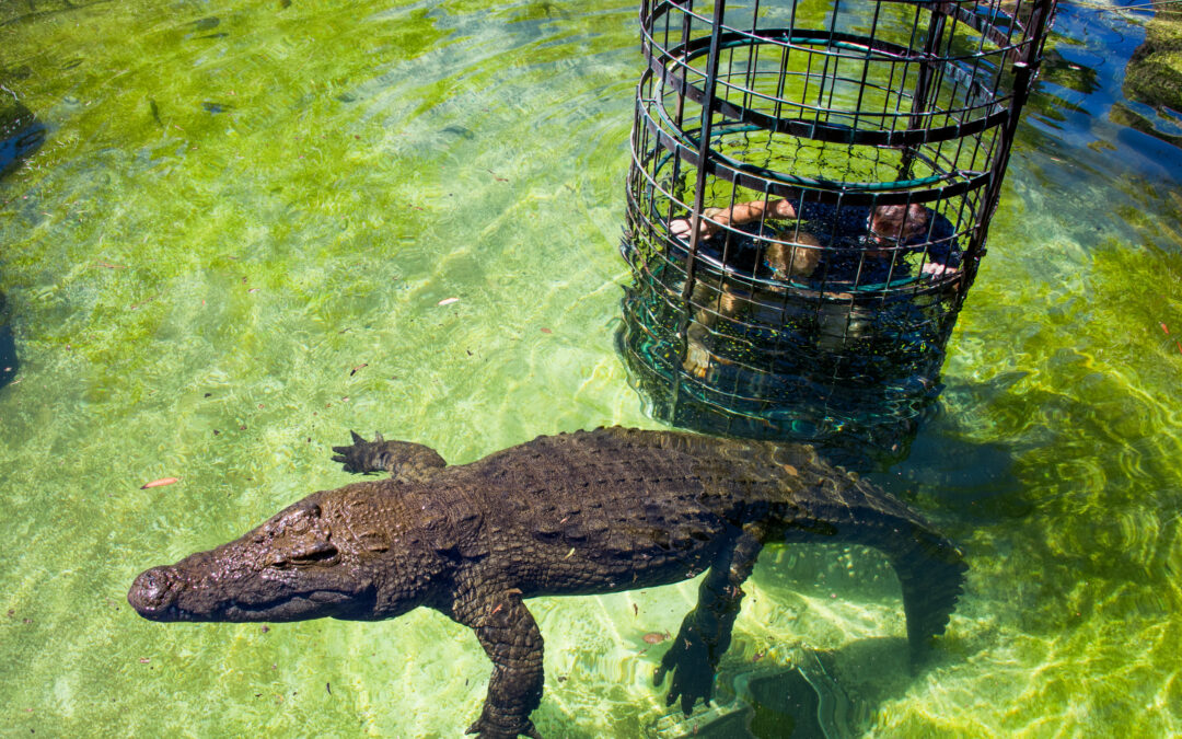Cango Wildlife Ranch