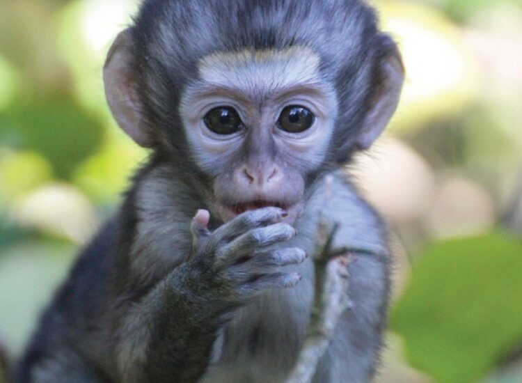 Monkeyland-02
