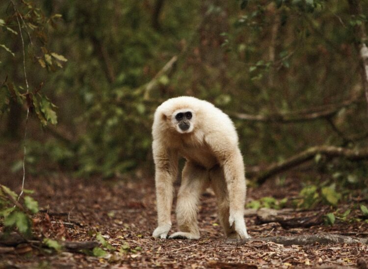 monkeyland2-01