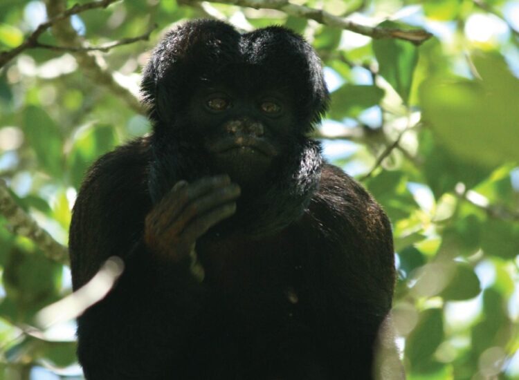 monkeyland2-02