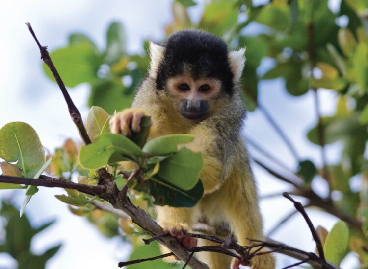 monkeyland2-04