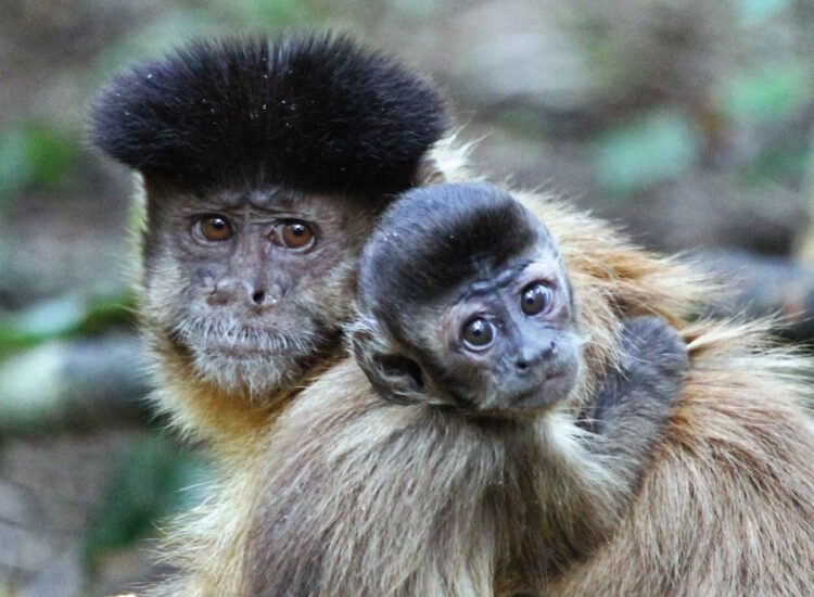 monkeyland2-05
