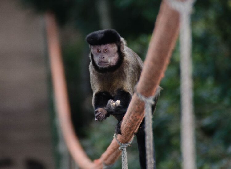 monkeyland2-06
