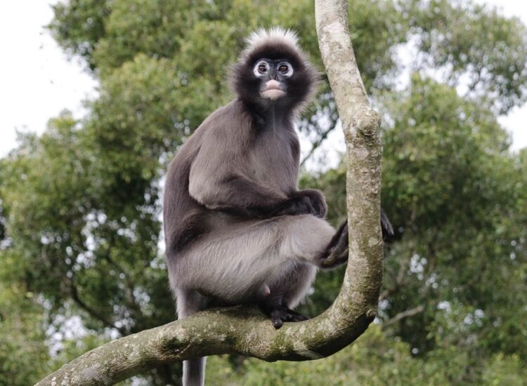 monkeyland2-07