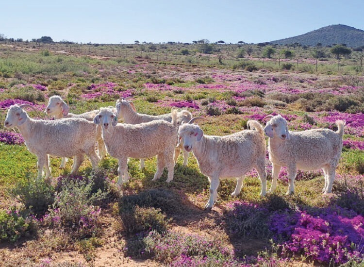 Mohair10
