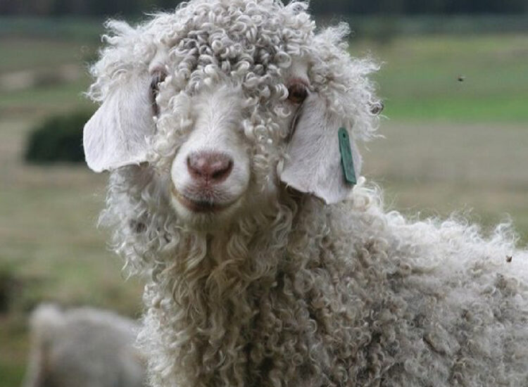 Mohair14