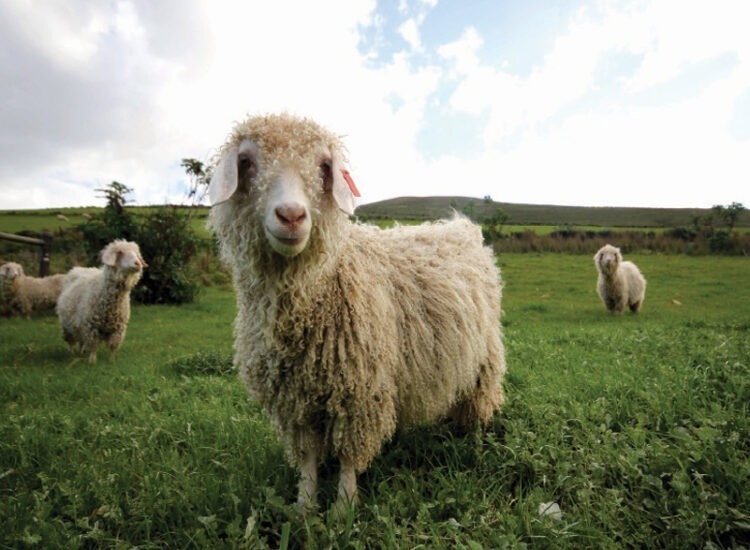 Mohair7